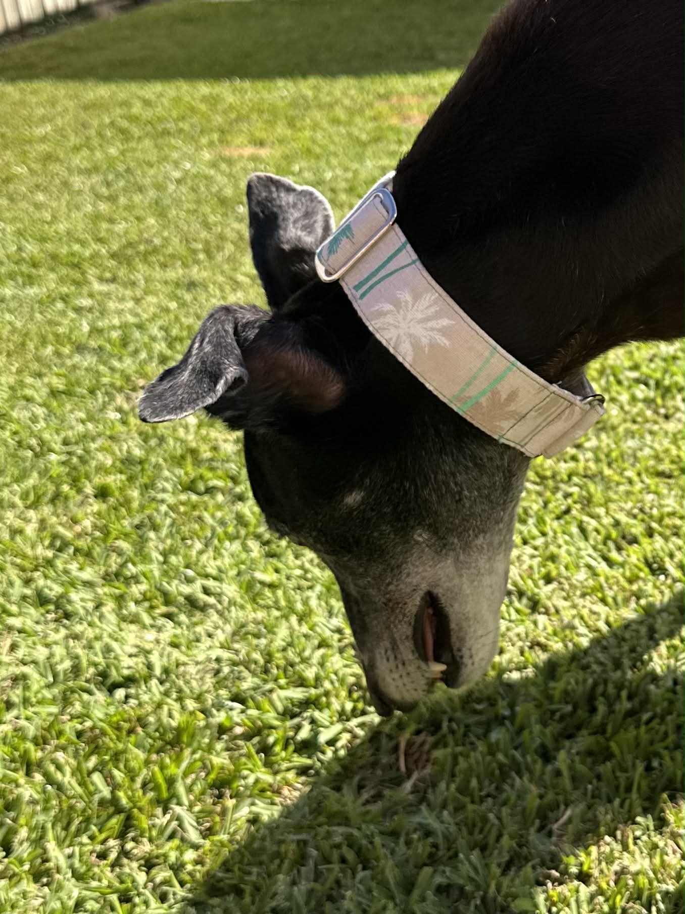 Martingale Greyhound Collar, Wide Adjustable Dog Collar 1.5 Inch, 2 Inch  - Coastal Palm Dream