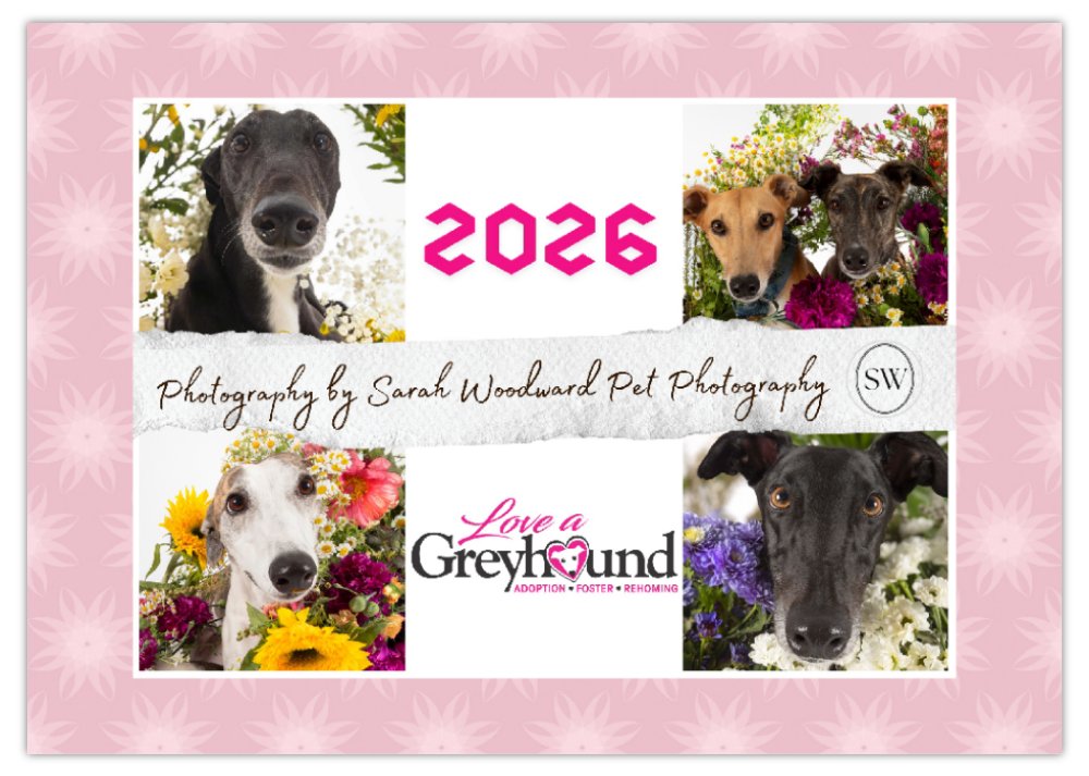 2026 Love A Greyhound A4 Double Wall Photo Calendar