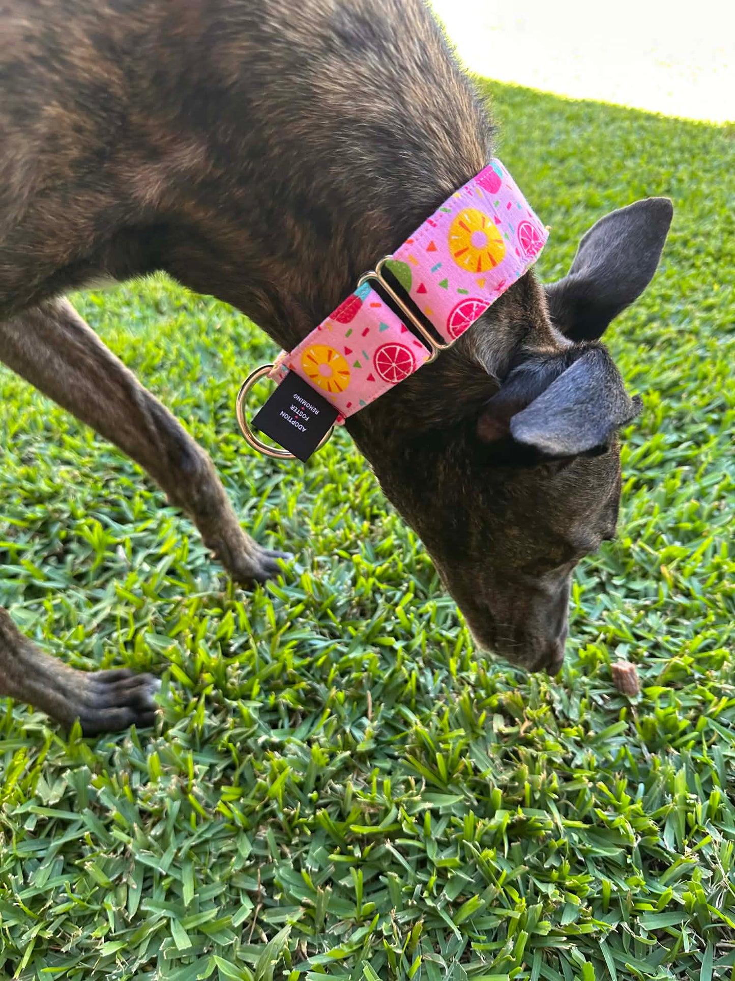 Martingale Greyhound Collar, Wide Adjustable Dog Collar 1.5 Inch, 2 Inch - Summer Sorbet