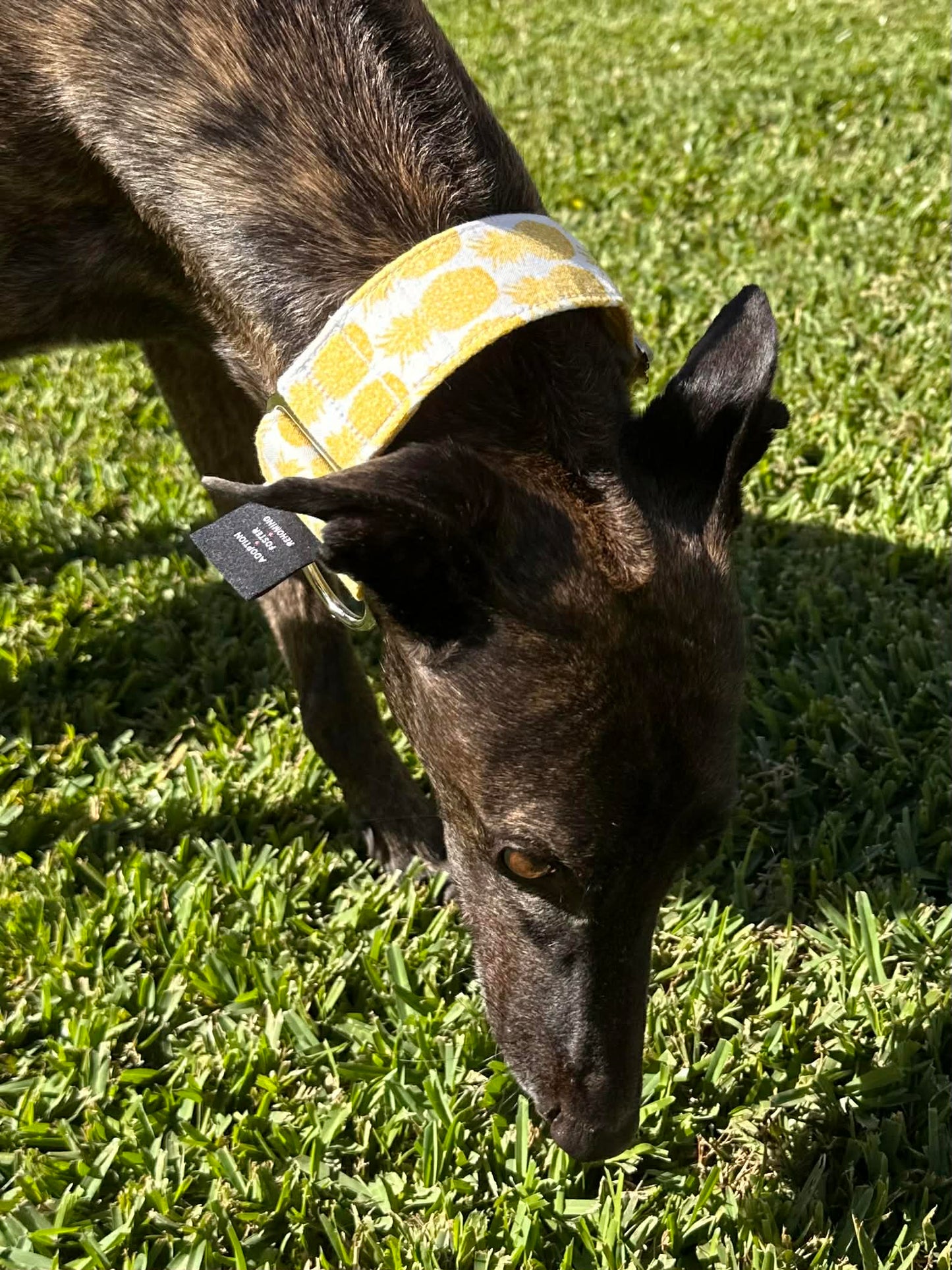Martingale Greyhound Collar, Wide Adjustable Dog Collar 1.5 Inch, 2 Inch - Pineapple Pop