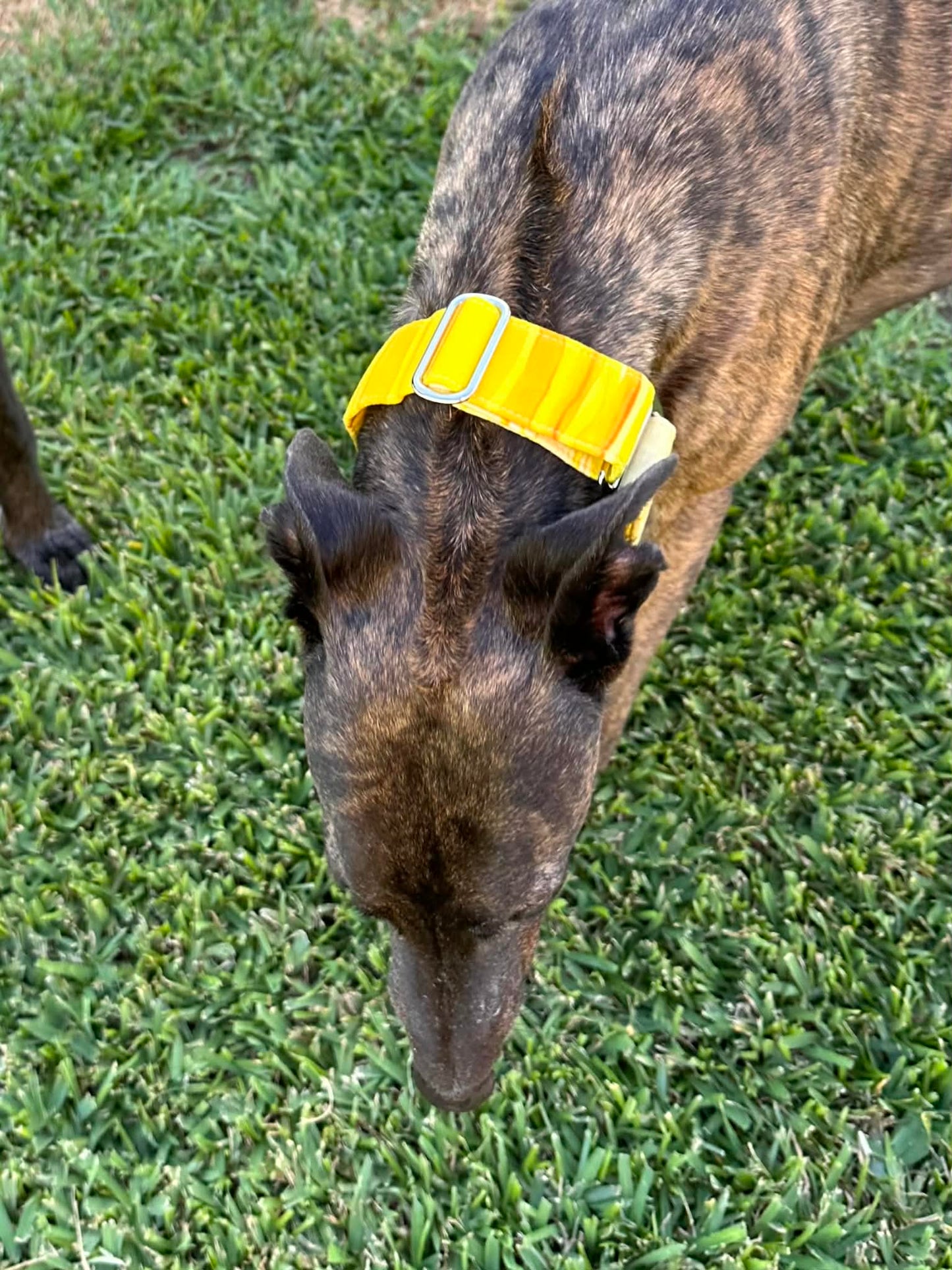 Martingale Greyhound Collar, Wide Adjustable Dog Collar 1.5 Inch, 2 Inch - Sunbeam Stripe