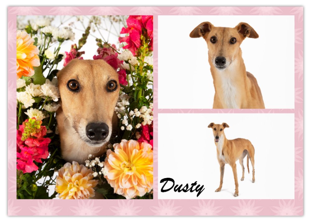 2026 Love A Greyhound A4 Double Wall Photo Calendar