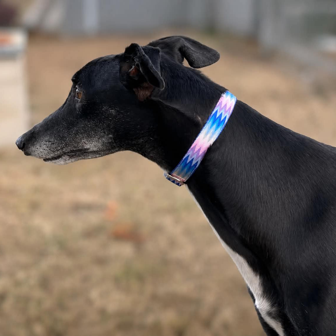 🌫️ Ocean Mist Greyhound House Collar