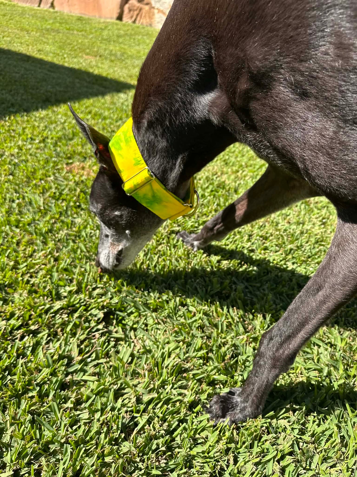Martingale Greyhound Collar, Wide Adjustable Dog Collar 1.5 Inch, 2 Inch - Lime Zest Splash