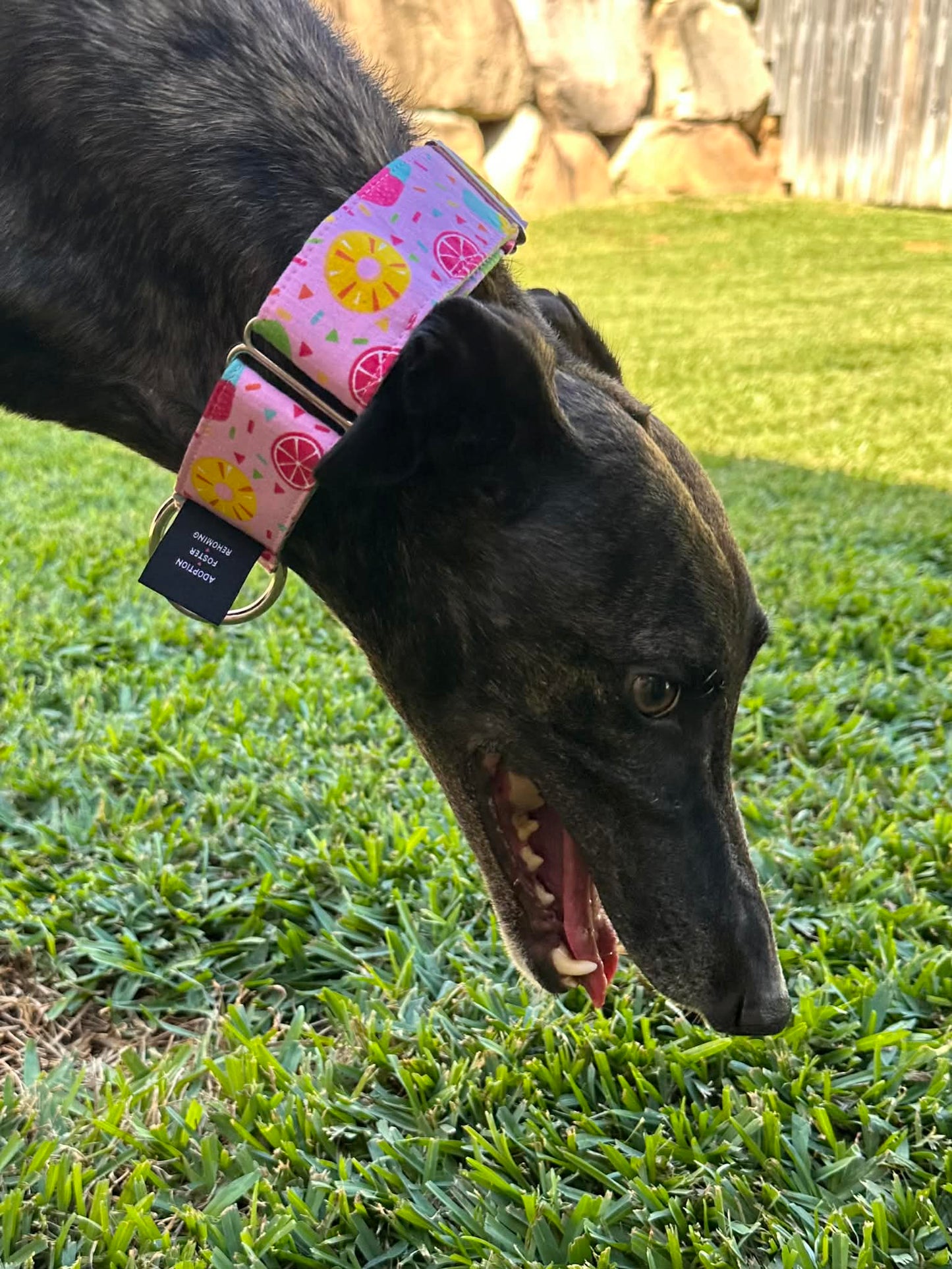 Martingale Greyhound Collar, Wide Adjustable Dog Collar 1.5 Inch, 2 Inch - Summer Sorbet