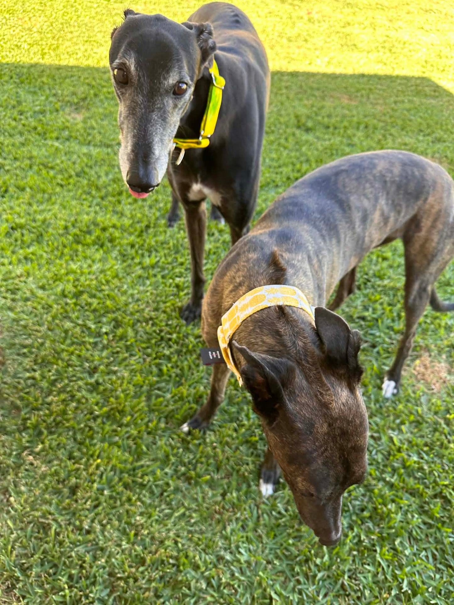Martingale Greyhound Collar, Wide Adjustable Dog Collar 1.5 Inch, 2 Inch - Pineapple Pop