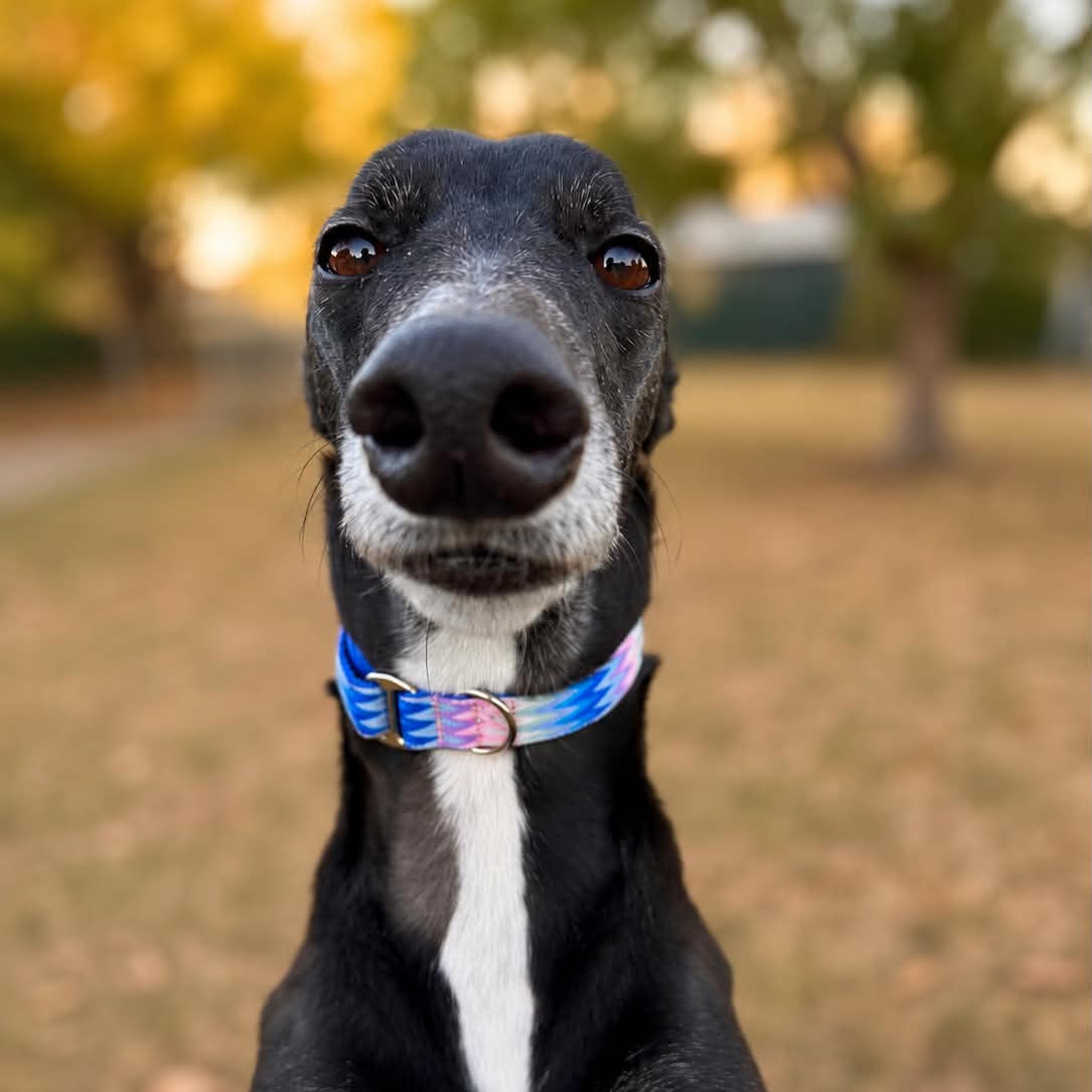 🌫️ Ocean Mist Greyhound House Collar