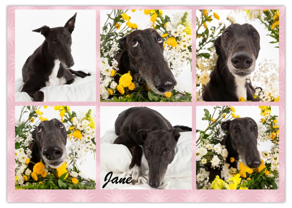 2026 Love A Greyhound A4 Double Wall Photo Calendar