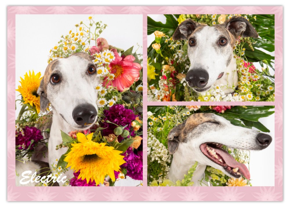 2026 Love A Greyhound A4 Double Wall Photo Calendar
