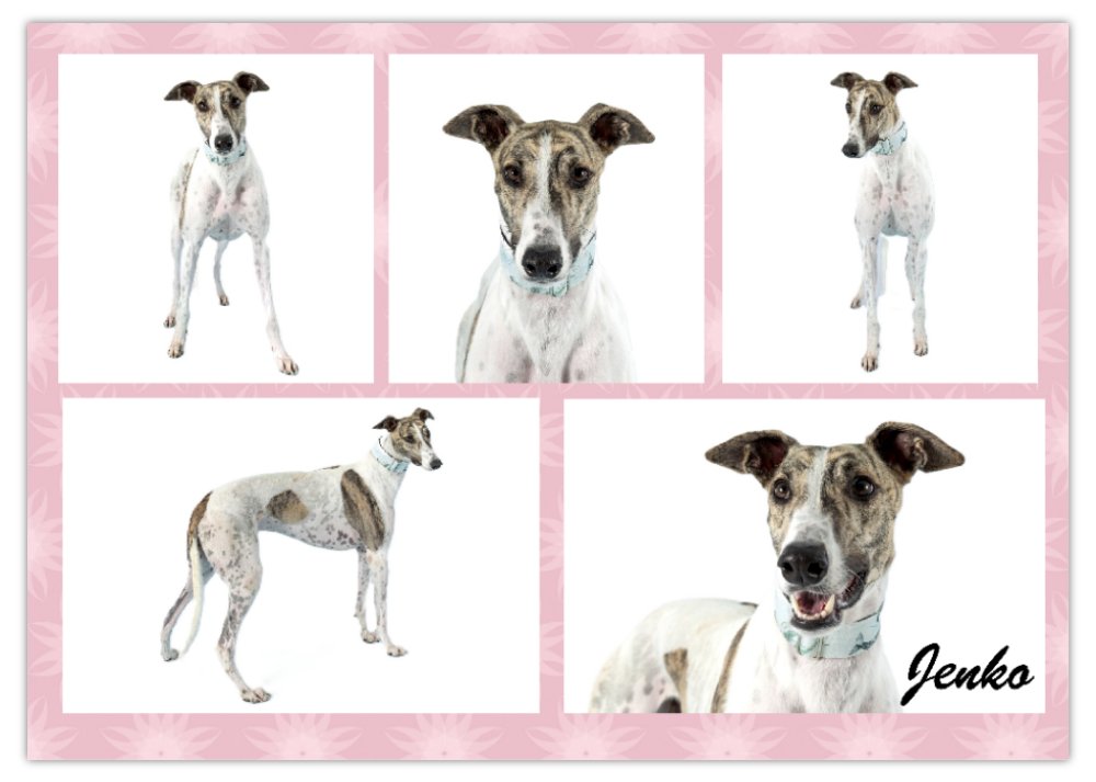 2026 Love A Greyhound A4 Double Wall Photo Calendar