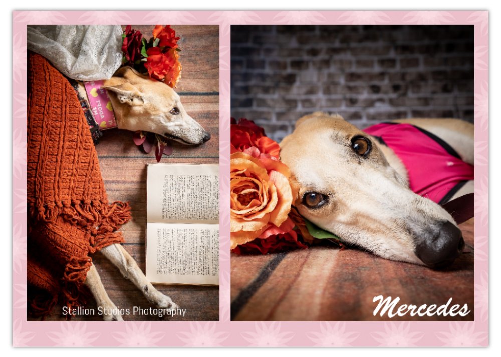 2026 Love A Greyhound A4 Double Wall Photo Calendar