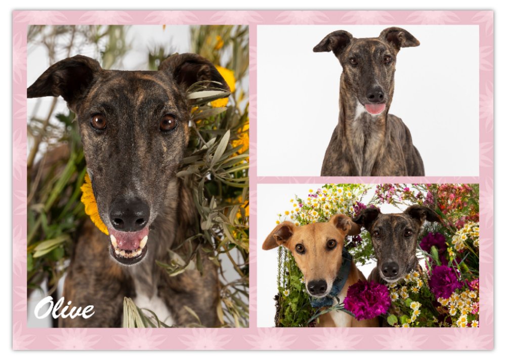 2026 Love A Greyhound A4 Double Wall Photo Calendar