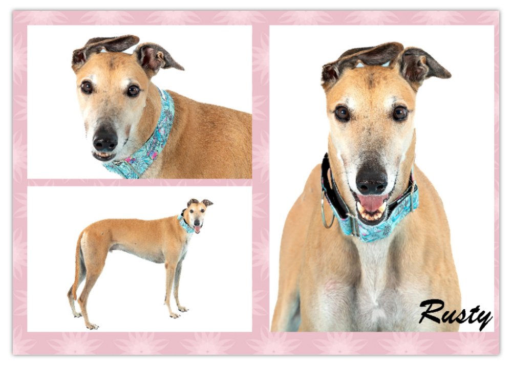 2026 Love A Greyhound A4 Double Wall Photo Calendar