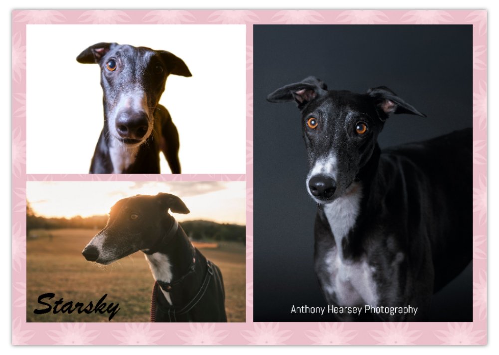 2026 Love A Greyhound A4 Double Wall Photo Calendar