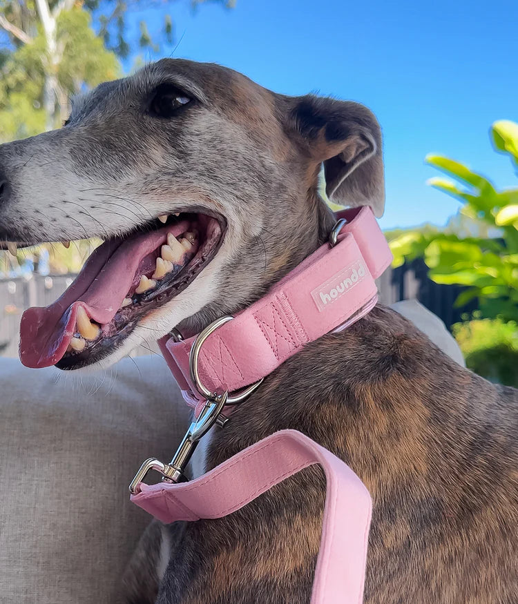 Martingale Collar - Velvet