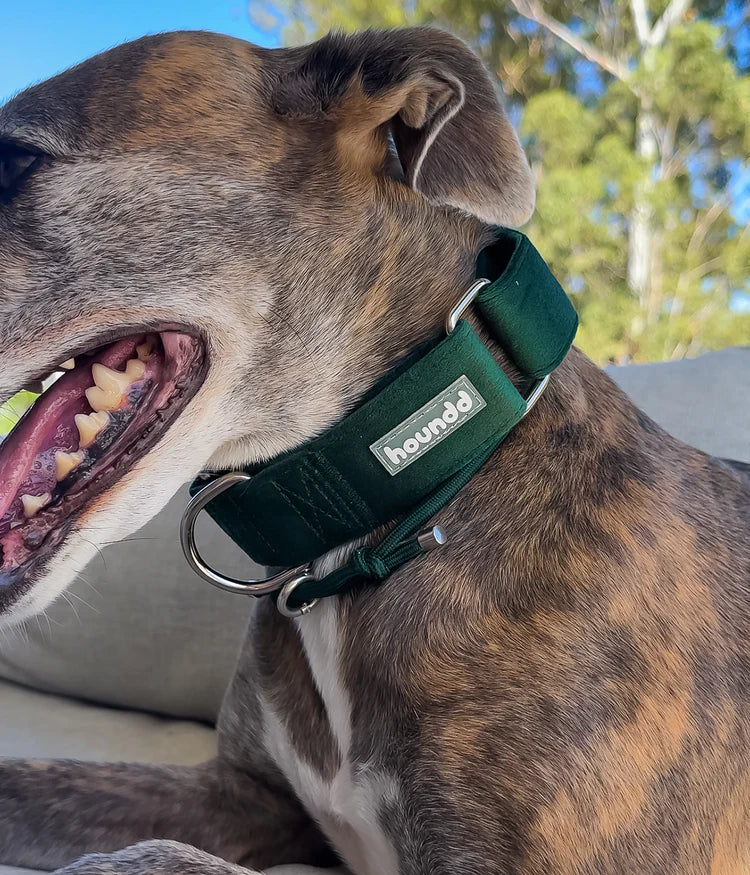 Martingale Collar - Velvet