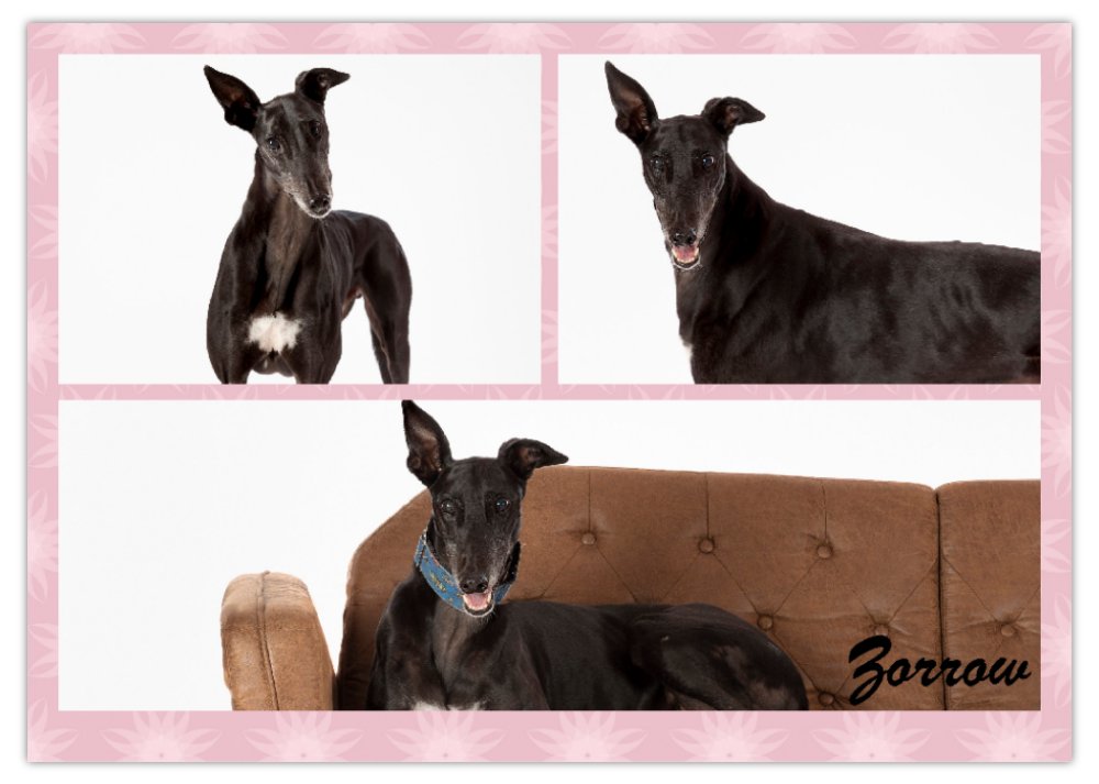 2026 Love A Greyhound A4 Double Wall Photo Calendar